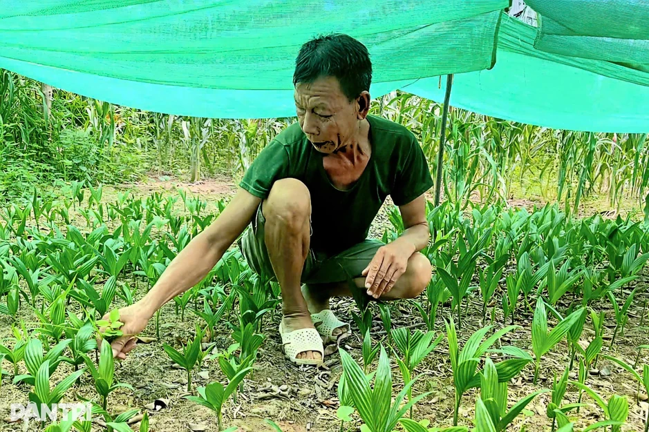 Vợ chồng lão nông thu 200 triệu đồng mỗi năm từ vườn cau Vợ chồng lão nông thu 200 triệu đồng mỗi năm từ vườn cau