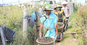 Vụ hoa Tết rớt nước mắt ở làng mai bạc tỷ