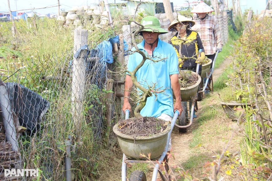 Vụ hoa Tết rớt nước mắt ở làng mai bạc tỷ Vụ hoa Tết rớt nước mắt ở làng mai bạc tỷ