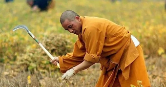 Các nhà sư Thiếu Lâm Tự làm nông