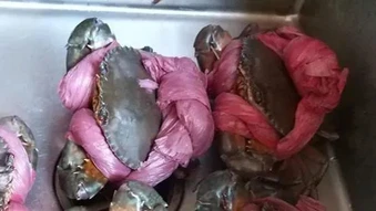 “CỞI TRÓI” CHO CUA