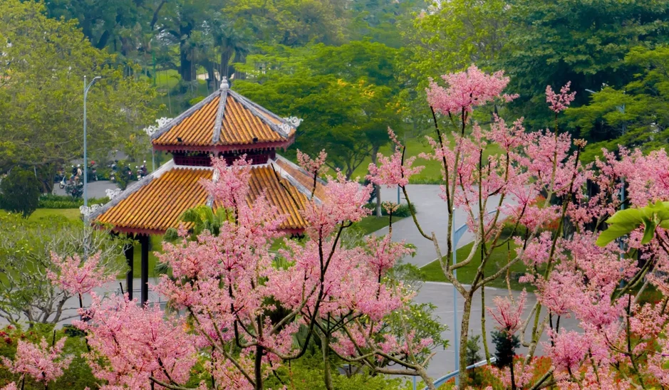 “Vương giả chi hoa” lặng nở giữa trời cố đô Huế “Vương giả chi hoa” lặng nở giữa trời cố đô Huế