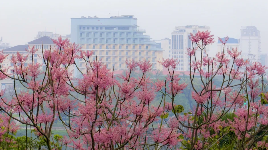 “Vương giả chi hoa” lặng nở giữa trời cố đô Huế “Vương giả chi hoa” lặng nở giữa trời cố đô Huế