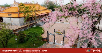 “Vương giả chi hoa” lặng nở giữa trời cố đô Huế
