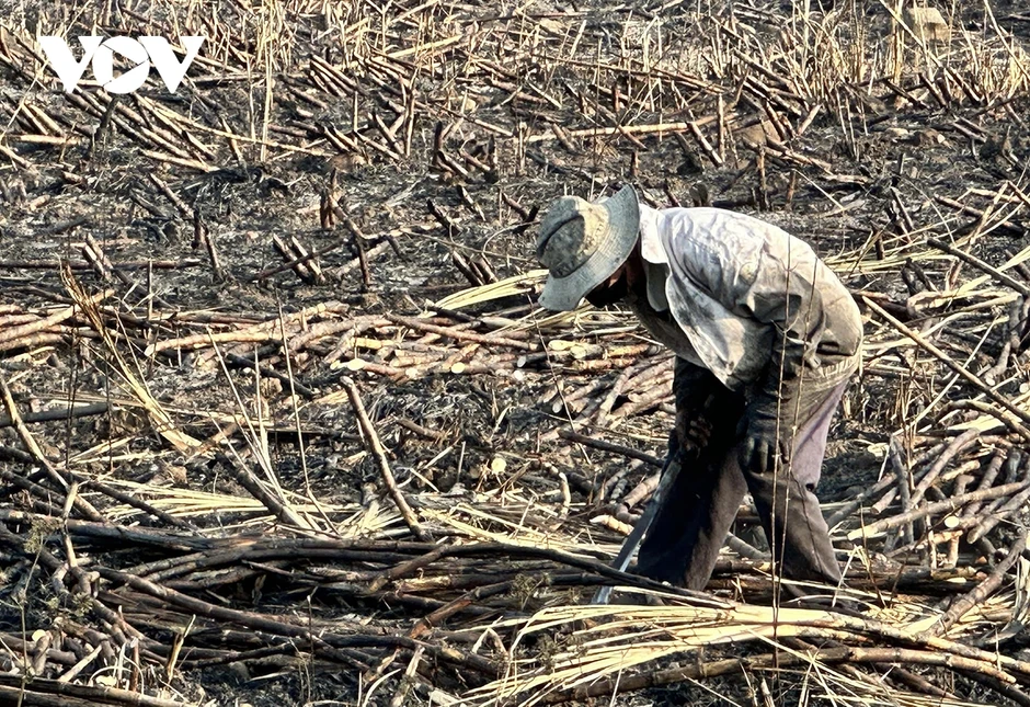 124 ha mía Đắk Lắk bị cháy trong nắng nóng cực điểm