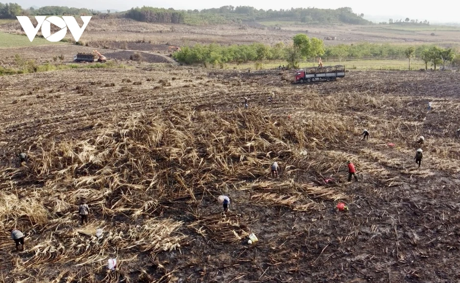124 ha mía Đắk Lắk bị cháy trong nắng nóng cực điểm