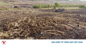 124 ha mía Đắk Lắk bị cháy trong nắng nóng cực điểm
