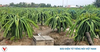 2 người tại Đồng Tháp tử vong do kích cá và sơ suất khi dùng mô tơ bơm nước