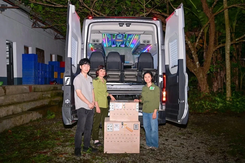 28 cá thể rùa quý hiếm “hồi hương” từ Hàn Quốc về Vườn quốc gia Cúc Phương 28 cá thể rùa quý hiếm “hồi hương” từ Hàn Quốc về Vườn quốc gia Cúc Phương