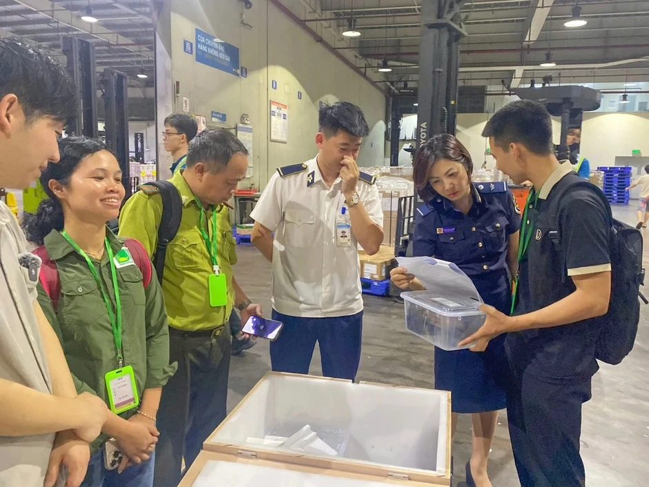 28 cá thể rùa quý hiếm “hồi hương” từ Hàn Quốc về Vườn quốc gia Cúc Phương 28 cá thể rùa quý hiếm “hồi hương” từ Hàn Quốc về Vườn quốc gia Cúc Phương