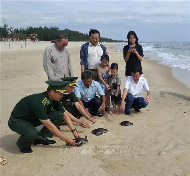 3 chú rùa biển quý hiếm mắc lưới ngư dân Quảng Trị được thả về đại dương 3 chú rùa biển quý hiếm mắc lưới ngư dân Quảng Trị được thả về đại dương