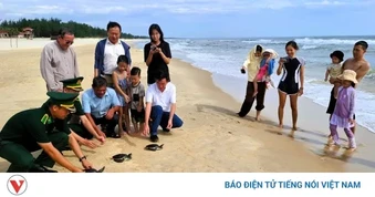 3 chú rùa biển quý hiếm mắc lưới ngư dân Quảng Trị được thả về đại dương