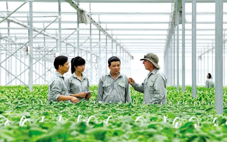 3 tiêu chí để tổ hợp tác được hưởng chính sách hỗ trợ của Nhà nước
