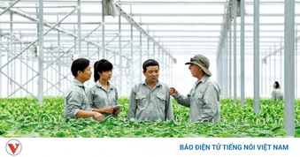 3 tiêu chí để tổ hợp tác được hưởng chính sách hỗ trợ của Nhà nước