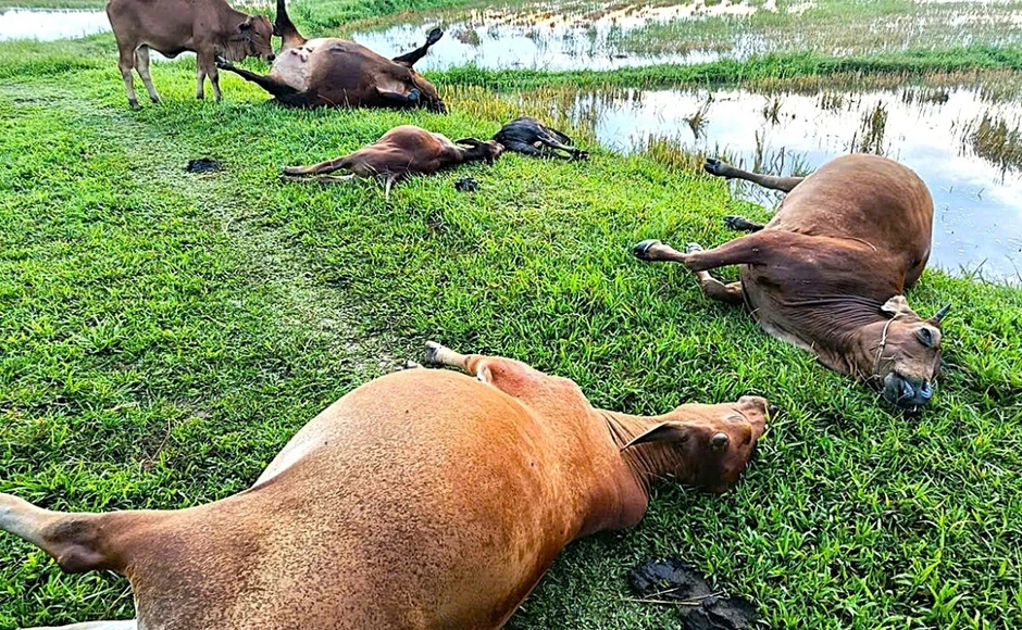 5 con bò bị sét đánh chết giữa đồng ở Hà Tĩnh