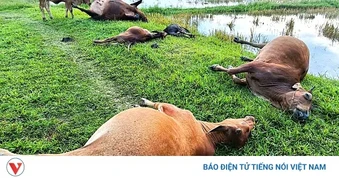 5 con bò bị sét đánh chết giữa đồng ở Hà Tĩnh