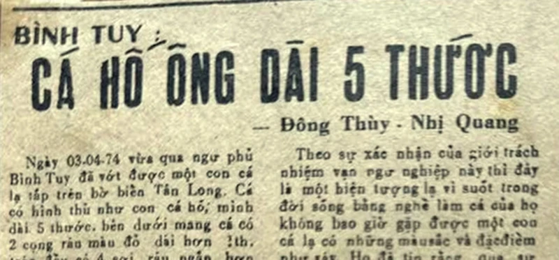 5 con cá hố rồng liên tiếp dạt bờ biển Mũi Né và lời kể của nhà báo về bản tin 52 năm trước 5 con cá hố rồng liên tiếp dạt bờ biển Mũi Né và lời kể của nhà báo về bản tin 52 năm trước