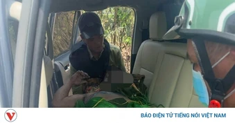 5 người thương vong vì bị ong đốt trong lúc kiểm tra rừng