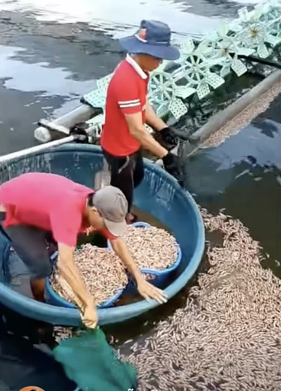 50.000 con tôm chết trắng, chủ hồ phát hiện vật lạ dưới đáy ao 50.000 con tôm chết trắng, chủ hồ phát hiện vật lạ dưới đáy ao