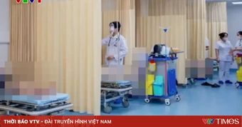 8 người đi cấp cứu vì ong vò vẽ đốt