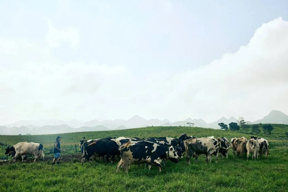 Ba lần đạt Thương hiệu Quốc gia, Mộc Châu Milk bền bỉ giữ niềm tin người tiêu dùng Ba lần đạt Thương hiệu Quốc gia, Mộc Châu Milk bền bỉ giữ niềm tin người tiêu dùng