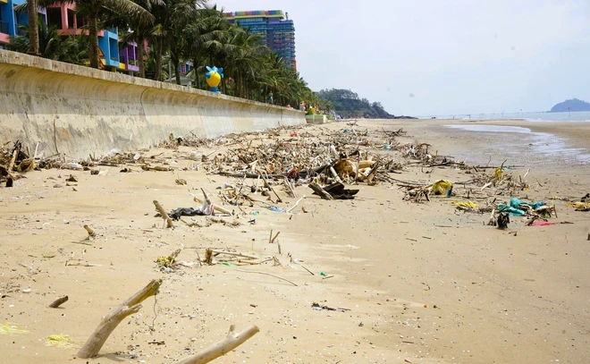 Bãi biển nổi tiếng ở Thanh Hóa ngập cành cây, trông như bãi chông Bãi biển nổi tiếng ở Thanh Hóa ngập cành cây, trông như bãi chông