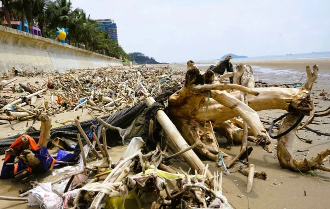 Bãi biển nổi tiếng ở Thanh Hóa ngập cành cây, trông như bãi chông Bãi biển nổi tiếng ở Thanh Hóa ngập cành cây, trông như bãi chông