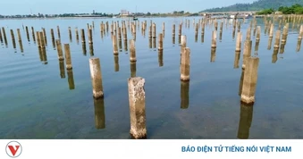 Bãi cọc bê-tông “ám ảnh” đầm Lập An, Huế gần hai thập kỷ