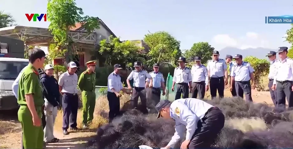Báo động tình trạng săn bắt chim yến trái phép tại Khánh Hòa Báo động tình trạng săn bắt chim yến trái phép tại Khánh Hòa