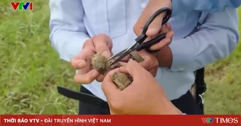 Báo động tình trạng săn bắt chim yến trái phép tại Khánh Hòa