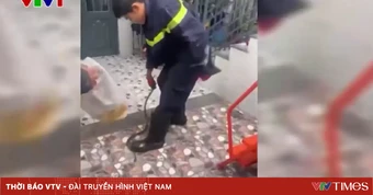 Bắt con rắn dài hơn 1m bò vào trường mầm non