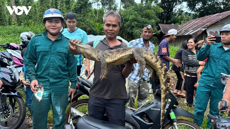 Bắt được cá sấu nặng hơn 10kg dưới suối ở Đồng Nai Bắt được cá sấu nặng hơn 10kg dưới suối ở Đồng Nai