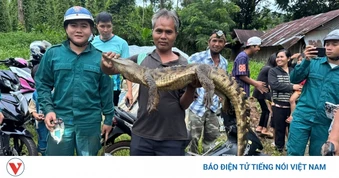 Bắt được cá sấu nặng hơn 10kg dưới suối ở Đồng Nai