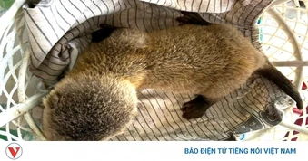 Bắt được rái cá, nam thanh niên chủ động giao nộp động vật hoang dã