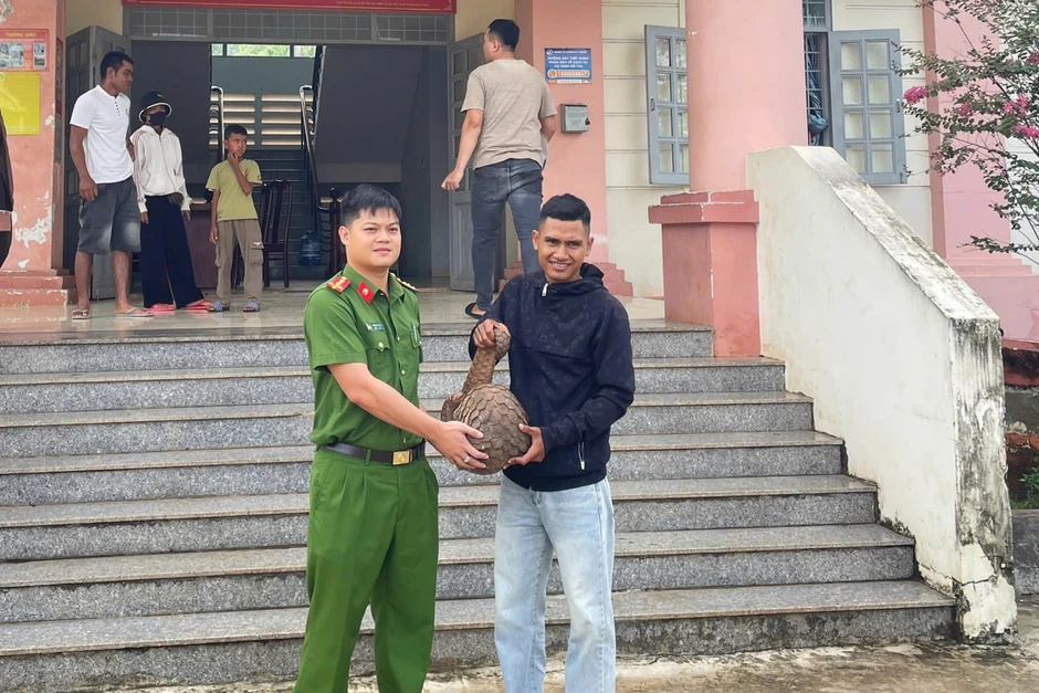 Bắt được tê tê quý hiếm nặng 9kg, một thanh niên ở Đắk Lắk giao nộp cho xã