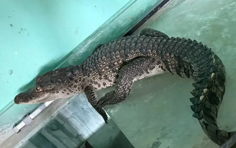 Bất ngờ phát hiện cá sấu dài 1 mét bò vào nhà dân ở Huế Bất ngờ phát hiện cá sấu dài 1 mét bò vào nhà dân ở Huế