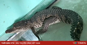 Bất ngờ phát hiện cá sấu dài 1 mét bò vào nhà dân ở Huế