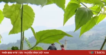 Bẫy “hôn nhân đổi đời” trên mạng: Nhiều nạn nhân bị bán ra nước ngoài
