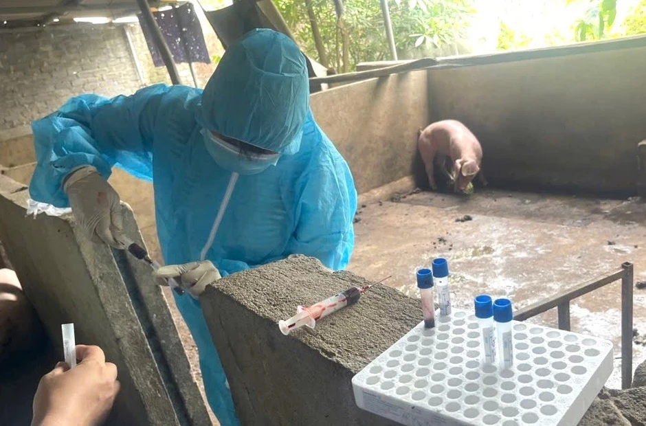 Bị khởi tố vì mua lợn nhiễm bệnh giá rẻ về giết mổ rồi bán ra thị trường Bị khởi tố vì mua lợn nhiễm bệnh giá rẻ về giết mổ rồi bán ra thị trường