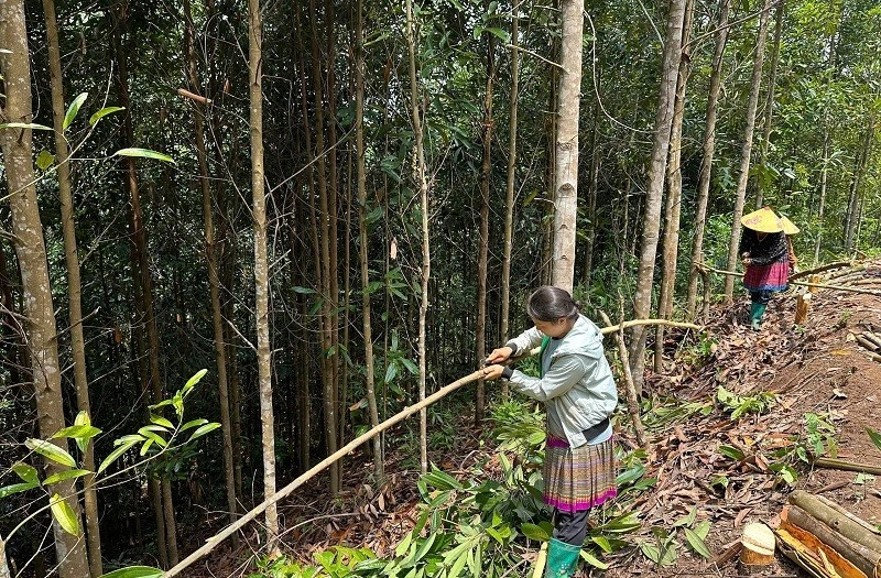 Bí thư chi bộ Thào Seo Sình giúp người dân Huổi Pinh thoát nghèo Bí thư chi bộ Thào Seo Sình giúp người dân Huổi Pinh thoát nghèo