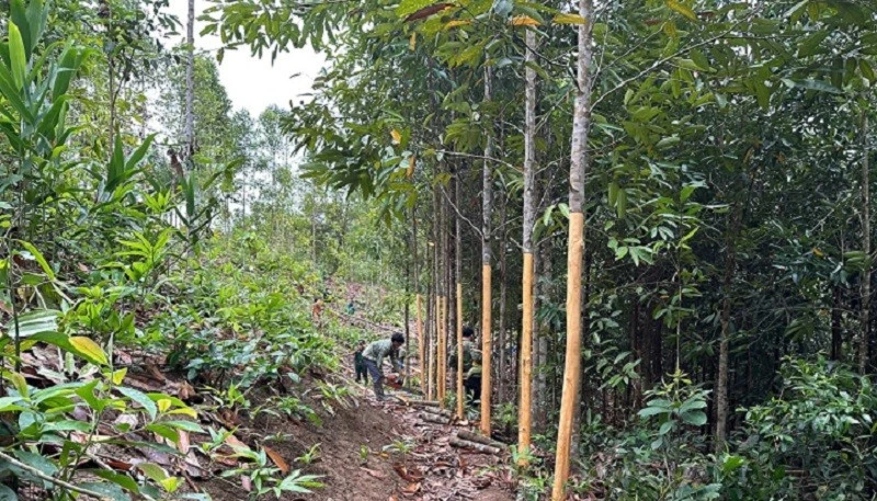 Bí thư chi bộ Thào Seo Sình giúp người dân Huổi Pinh thoát nghèo Bí thư chi bộ Thào Seo Sình giúp người dân Huổi Pinh thoát nghèo