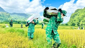 Bộ đội Biên phòng Quảng Trị hỗ trợ đồng bào khẩn trương thu hoạch lúa
