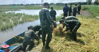 Bộ đội chèo xuồng, giúp nông dân gặt lúa chạy lũ