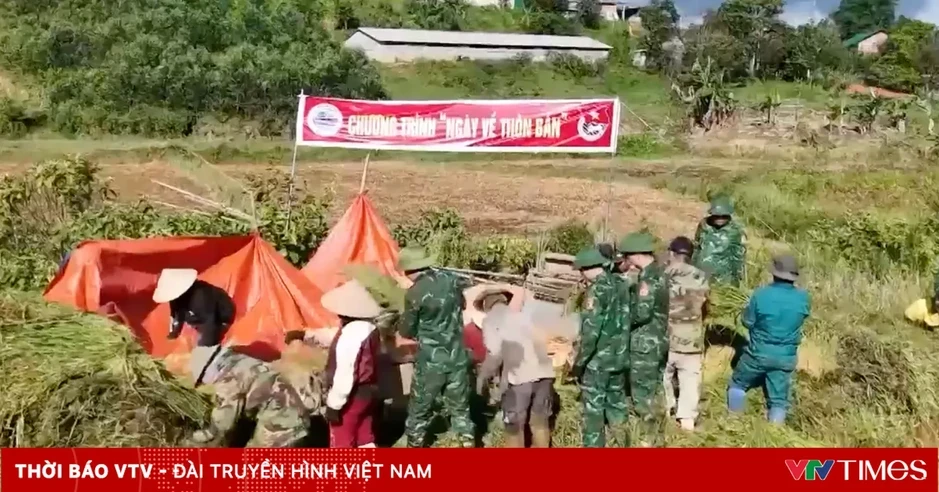 Bộ đội cùng người dân thu hoạch lúa chạy mưa Bộ đội cùng người dân thu hoạch lúa chạy mưa