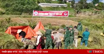 Bộ đội cùng người dân thu hoạch lúa chạy mưa