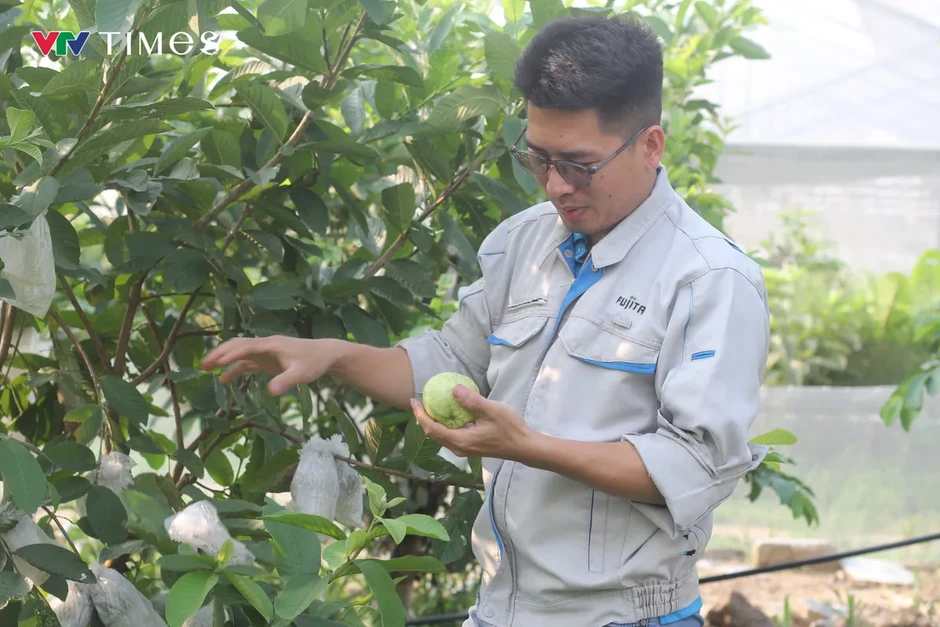 Bỏ lương cao, kỹ sư trẻ về quê làm trang trại nông nghiệp công nghệ cao Bỏ lương cao, kỹ sư trẻ về quê làm trang trại nông nghiệp công nghệ cao