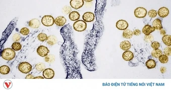 Bộ Y tế cảnh báo khẩn virus Hanta lây truyền từ chuột