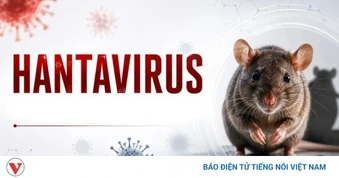 Bộ Y tế thông tin về chủng virus Hanta đang được WHO cảnh báo