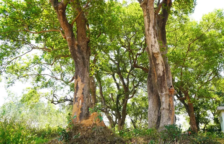 Bóng dáng đại ngàn Tây Nguyên giữa đồng bằng Bình Định