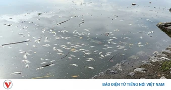 Cá chết hàng loạt, bốc mùi tại nhiều hồ điều hòa ở Hải Phòng